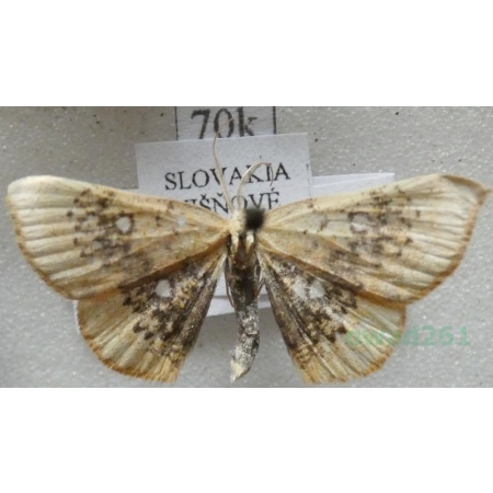 Cyclophora albiocellaria (Hübner, 1789) Świerzbik białooczek Slovakia70k